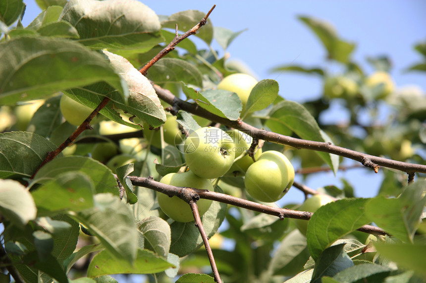 苹果树太阳分支机构蓝色食物叶子饮食植物晴天营养花园图片