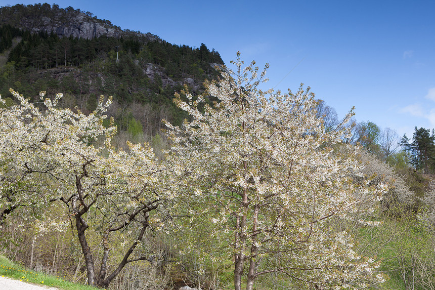 春季春天文化山脉旅游天空树木荒野目的地森林峡湾游客图片