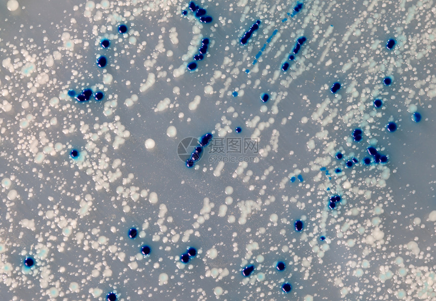 病毒和细菌细胞在生长蓝色科学公共卫生化学卫生微生物实验保健传染性生物图片