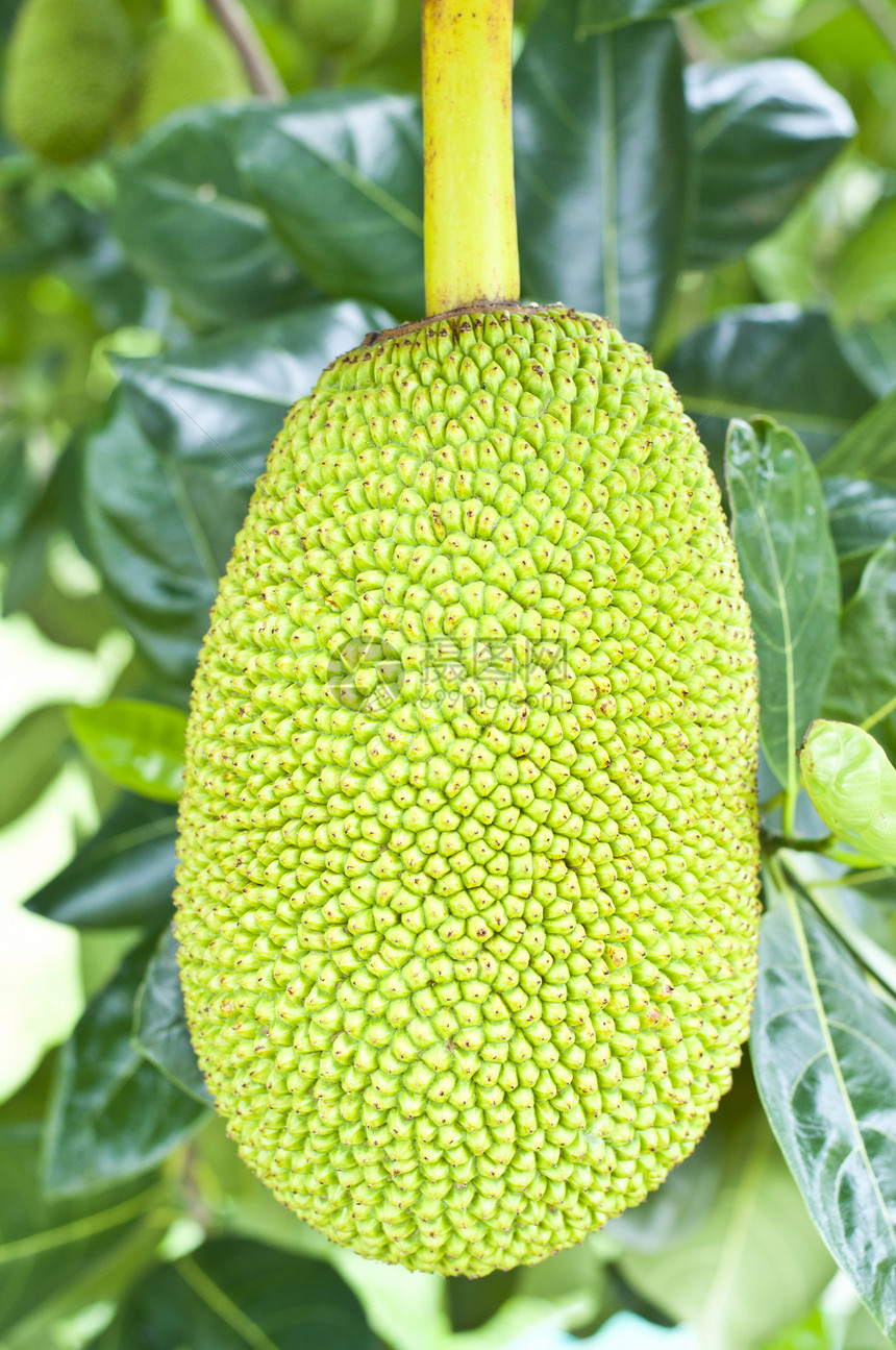 绿色胡桃叶子水果热带食物菠萝蜜植物群图片