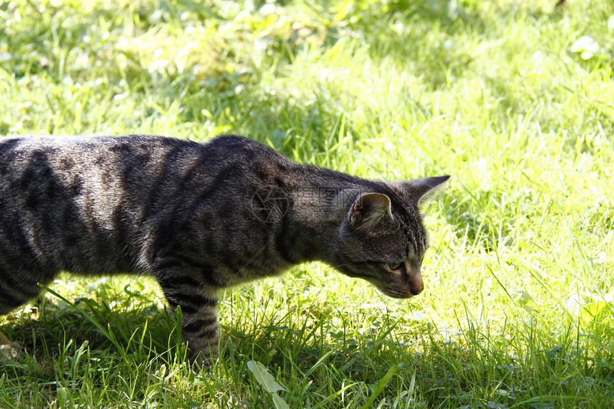 选项卡猫小猫猫科动物虎斑婴儿条纹灰色哺乳动物猫咪毛皮胡须图片