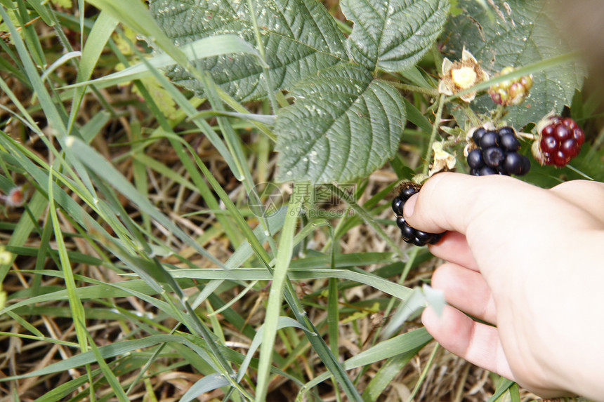 采摘蓝莓甜点红色植物食物绿色花园收获叶子茶点紫色图片