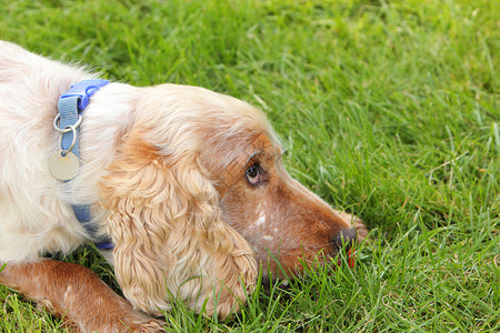 英国可卡犬爪子犬类英语宠物耳朵男性背景图片