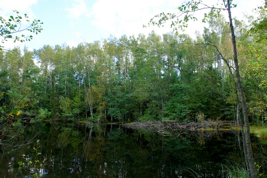 绿色森林的反射多叶国家课程池塘天空乡村环境农村蓝色生长图片