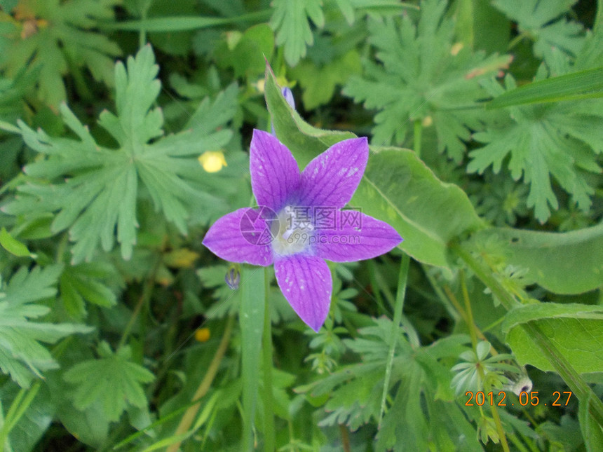 花朵绿色蓝色紫色图片