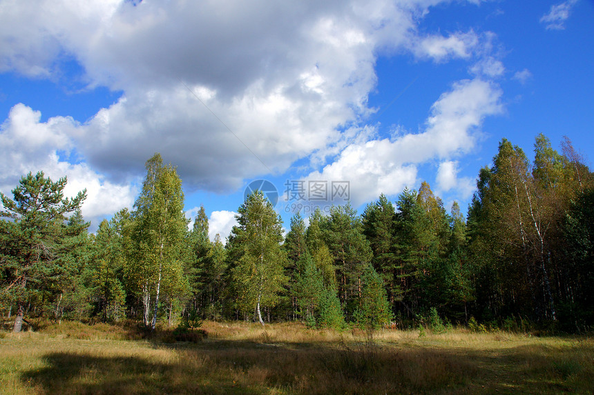森林和天空场地课程蓝色绿色环境叶子生长多叶农村国家图片