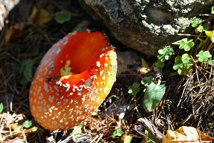 夏季森林中生长的红毒蘑菇地面毒蝇季节海绵中毒木头危险植物菌盖常委图片