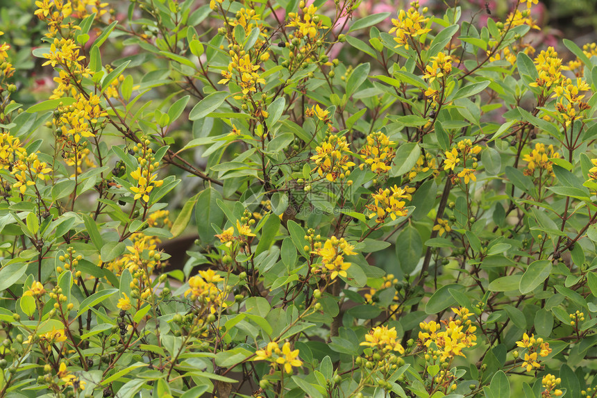 黄花黄色叶子花瓣花头绿色图片