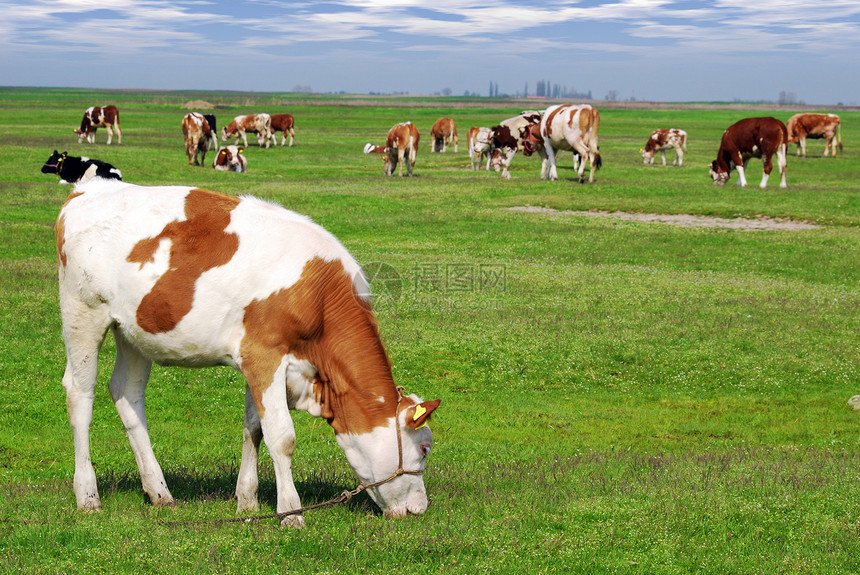 牧牛的农村景象图片