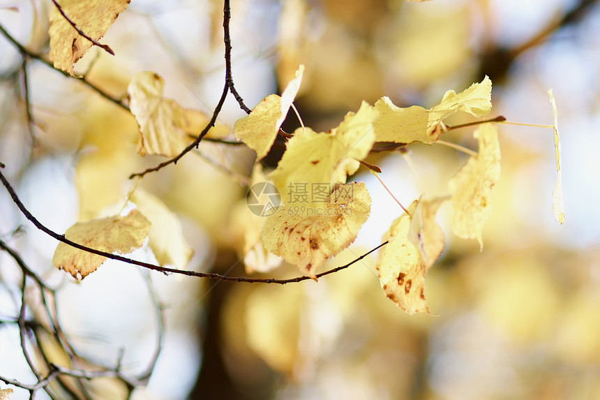 秋季分会天空脆弱性季节橙子森林金子植物植物学枝条公园图片