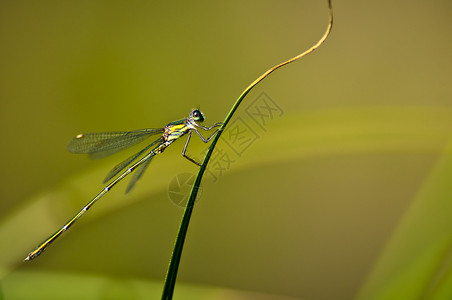 线虫伊施努拉埃莱根斯居住昆虫蓝色野生动物池塘宏观蓝尾环境豆娘背景
