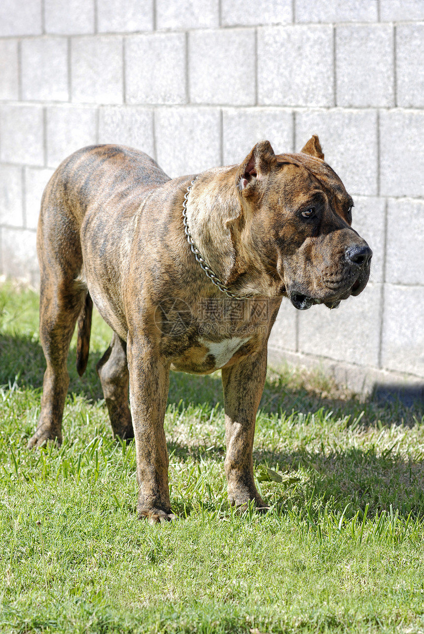 佩罗德普雷萨卡纳里奥工作犬红斑犬类利湾肌肉斑点图片