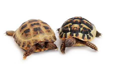 俄罗斯乌龟和赫尔曼的乌龟 白色背景图片