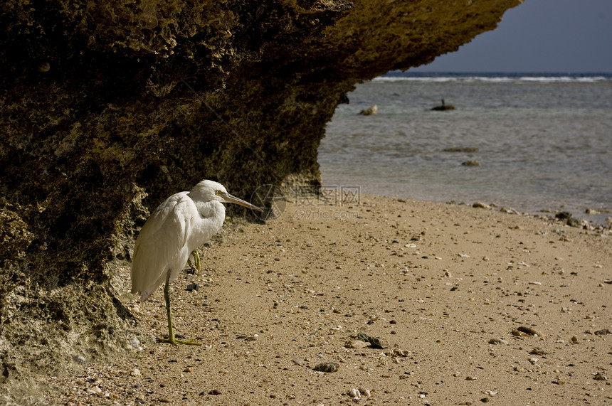 英雄海岸线旅游阳光海岸羽毛苍鹭岩石野生动物荒野海浪图片