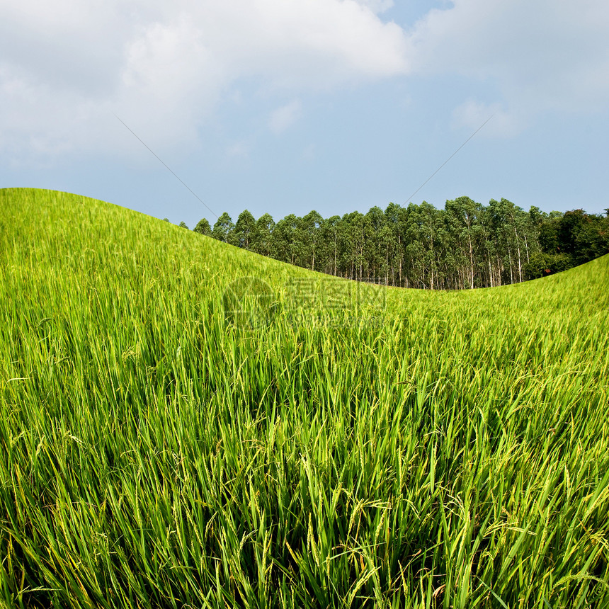 蓝天稻田和农场自然场地旅行空气草地热带农村气氛农业衬套图片