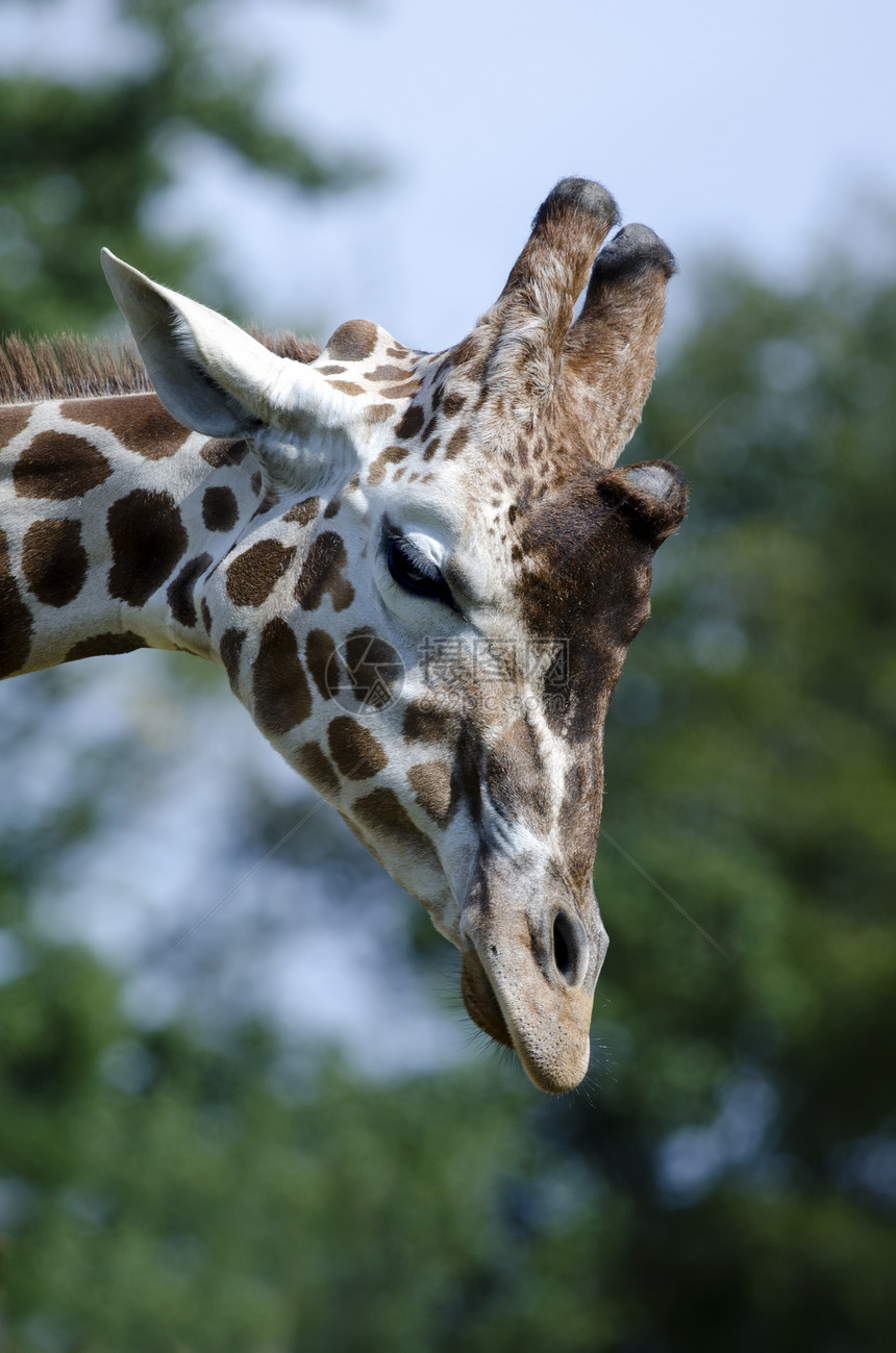 长颈鹿头喇叭野生动物耳朵动物动物园哺乳动物眼睛食草荒野图片