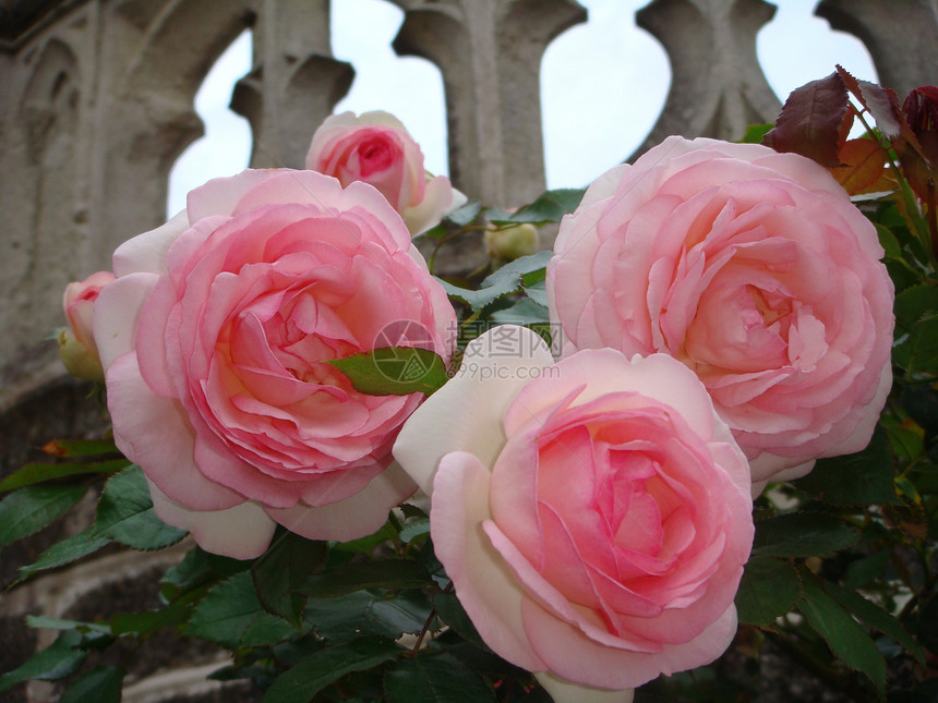 法国石墙的玫瑰图片
