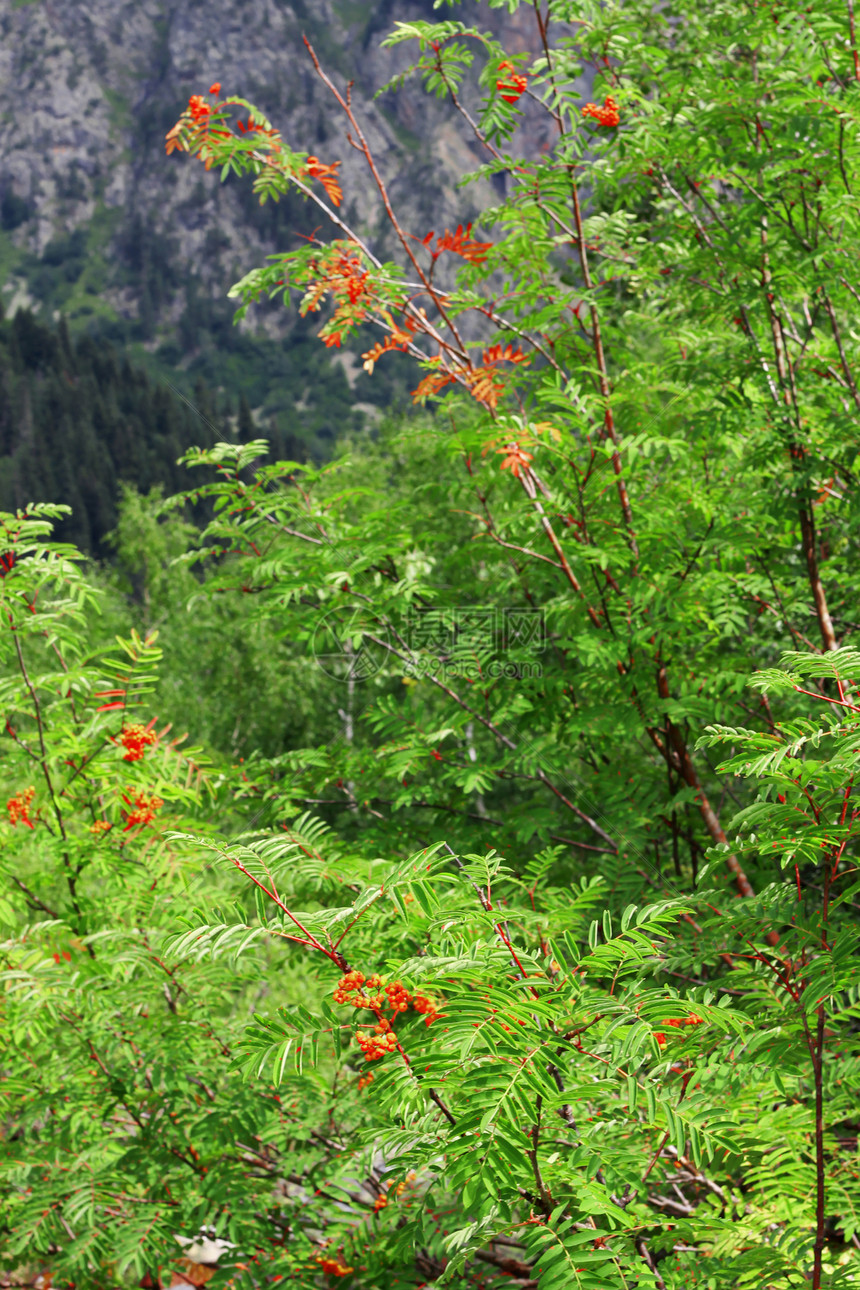 暑假在分行树叶衬套季节生长水果叶子植物浆果木头绿色图片