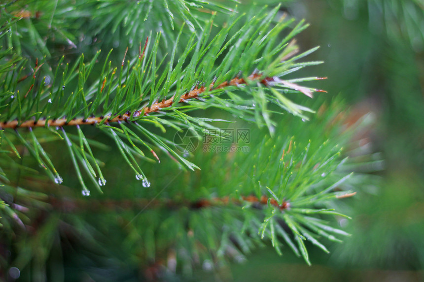 松树枝和秋天滴落斑点云杉植物木头森林季节液体珠子图片
