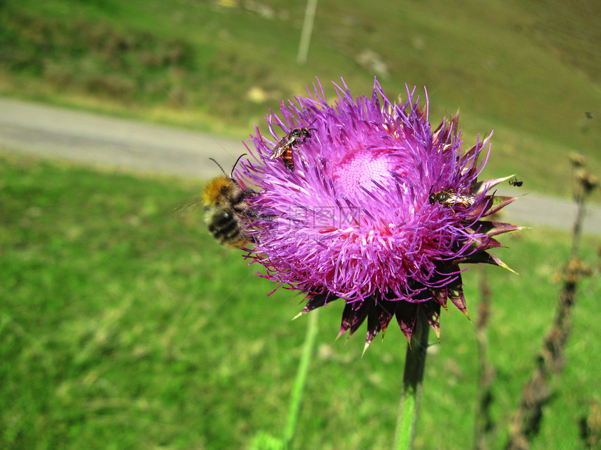 小蜜蜂降落在上紫色季节动物熊蜂昆虫荒野翅膀植物绿色植物群图片