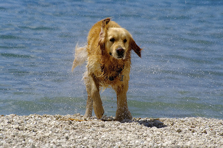 湿宠物  狗运动学动物海滩喜悦太阳晴天背景图片