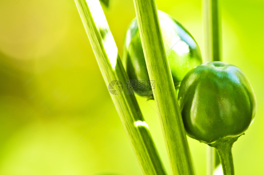 绿色辣辣椒栽培生长香料圆形树叶胡椒水果食物植物图片