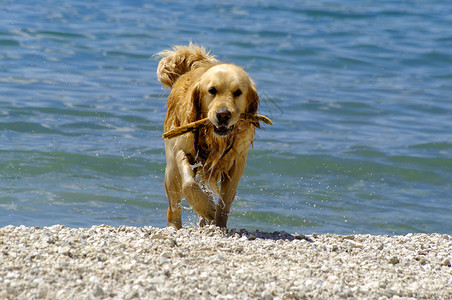 湿宠物  狗运动学晴天喜悦海滩动物太阳背景图片