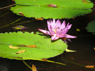 百合花板上滴水背景图片