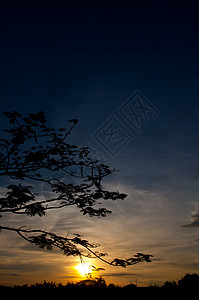 树木和日落的树木摄影天空蓝色橙子太阳阳光美丽阴影乡村背景图片