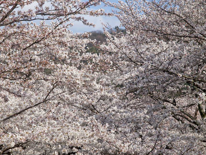 日本樱花开花场景晴天花瓣园艺花园森林叶子美丽微风植物图片