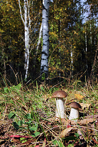 小树蘑菇花边两只野牛在一棵小树林里背景