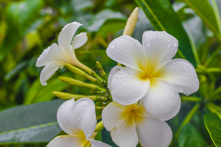 白普朗塔花与雨鸡蛋花美丽植物群黄色白色叶子图片