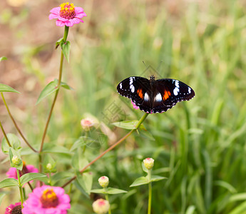 粉红色花朵上的澳大利亚蝴蝶的常见蛋苍蝇尼姆ph高清图片