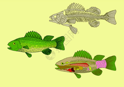 肾颜色已修改鱼类解剖学设计图片