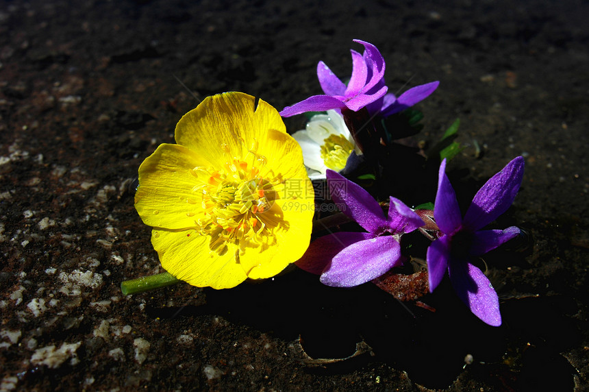 野生鲜花植物群草地紫色场地叶子季节野花植物雏菊花瓣图片