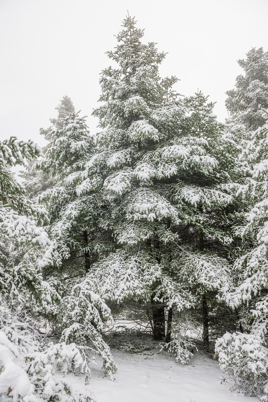 雪下松树林图片