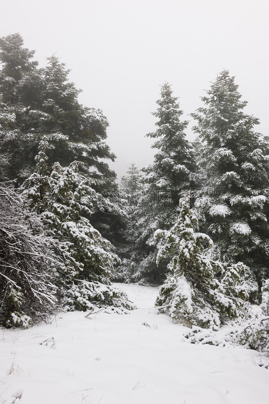 雪下松树林的狭窄路径图片