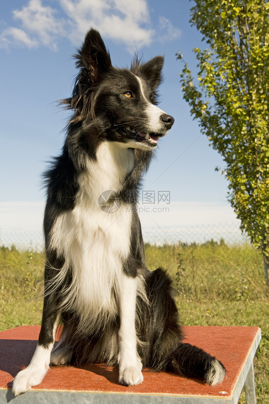 边边框collie牧羊犬天空黑色白色宠物犬类蓝色动物图片