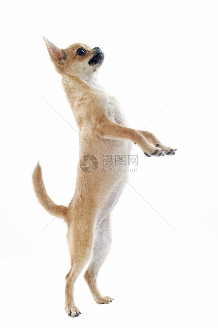 直立起来伴侣工作室犬类宠物爪子棕色动物后肢白色图片