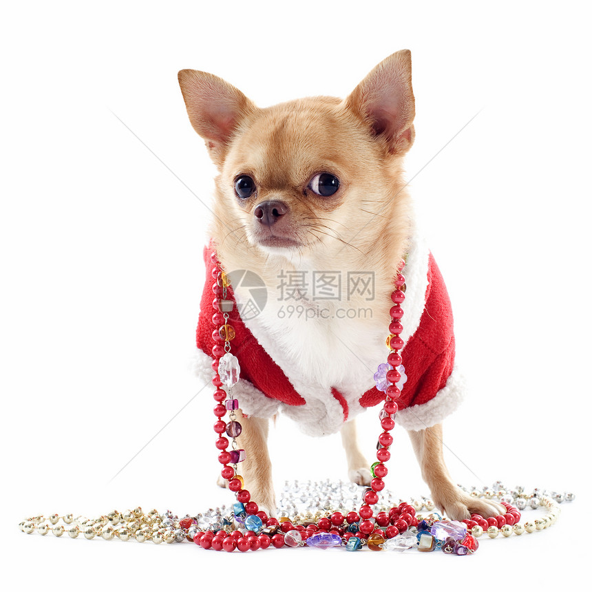 穿着齐华装的吉娃娃犬类衣领工作室戏服棕色花环珍珠珠宝伴侣宠物图片