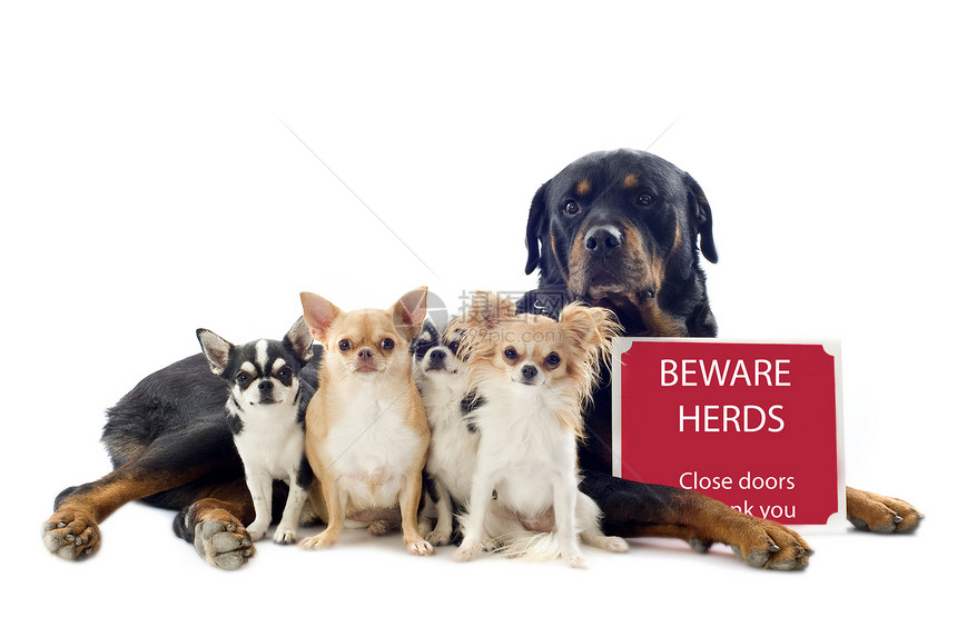 和吉华人标语犬类警告宠物小狗工作室纳犬友谊团体动物图片
