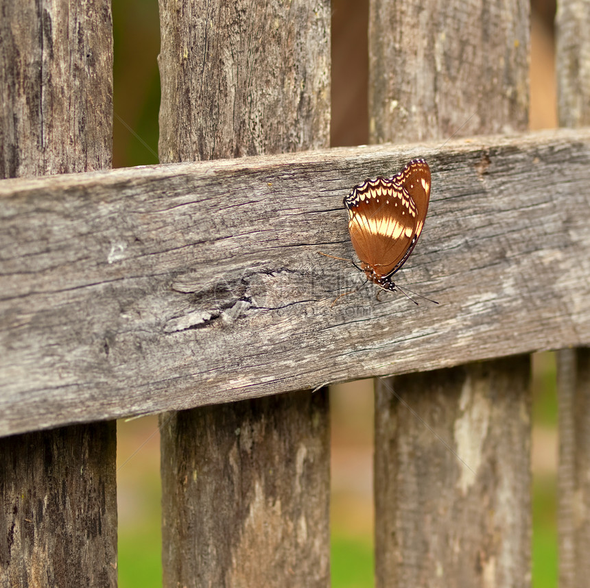 秋天澳洲蝴蝶 在旧木篱笆背景上图片