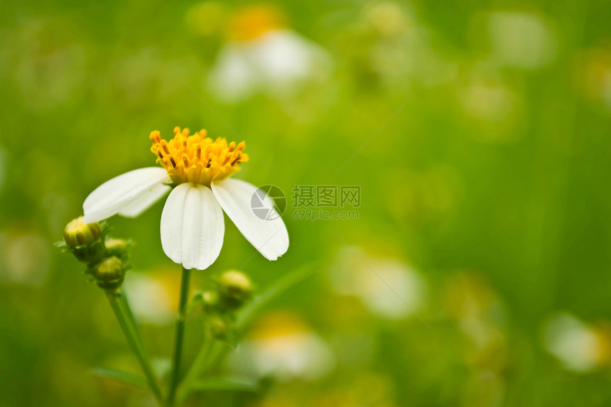 草花草地天气甘菊城市环境牧场叶子雏菊野花礼物图片