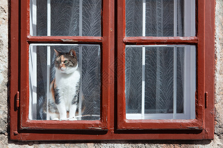 那只猫窗户白色宏观好奇心眼睛动物毛皮哺乳动物宠物窗帘背景图片