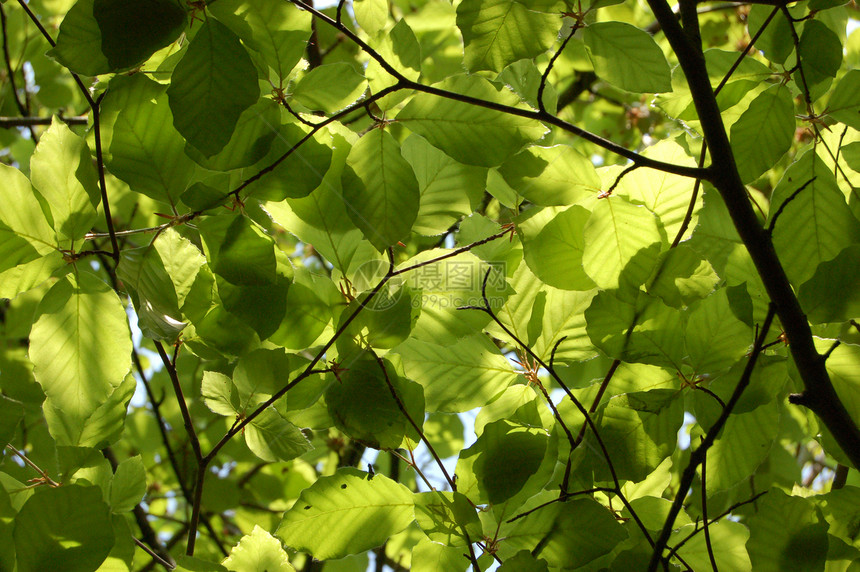 浓绿的青豆树叶图片