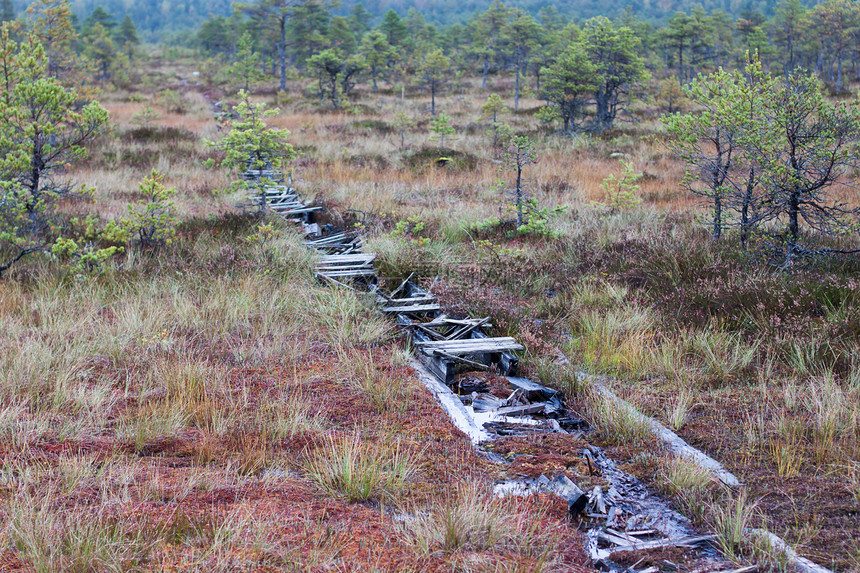 欧洲泥炭沼泽池塘渣土反射农村植物国家森林针叶树环境木头图片