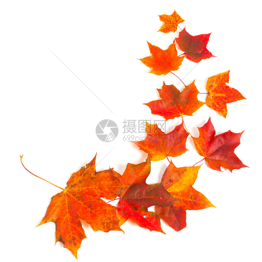 秋秋叶金子黄色绿色森林树叶艺术笔记季节边界框架图片