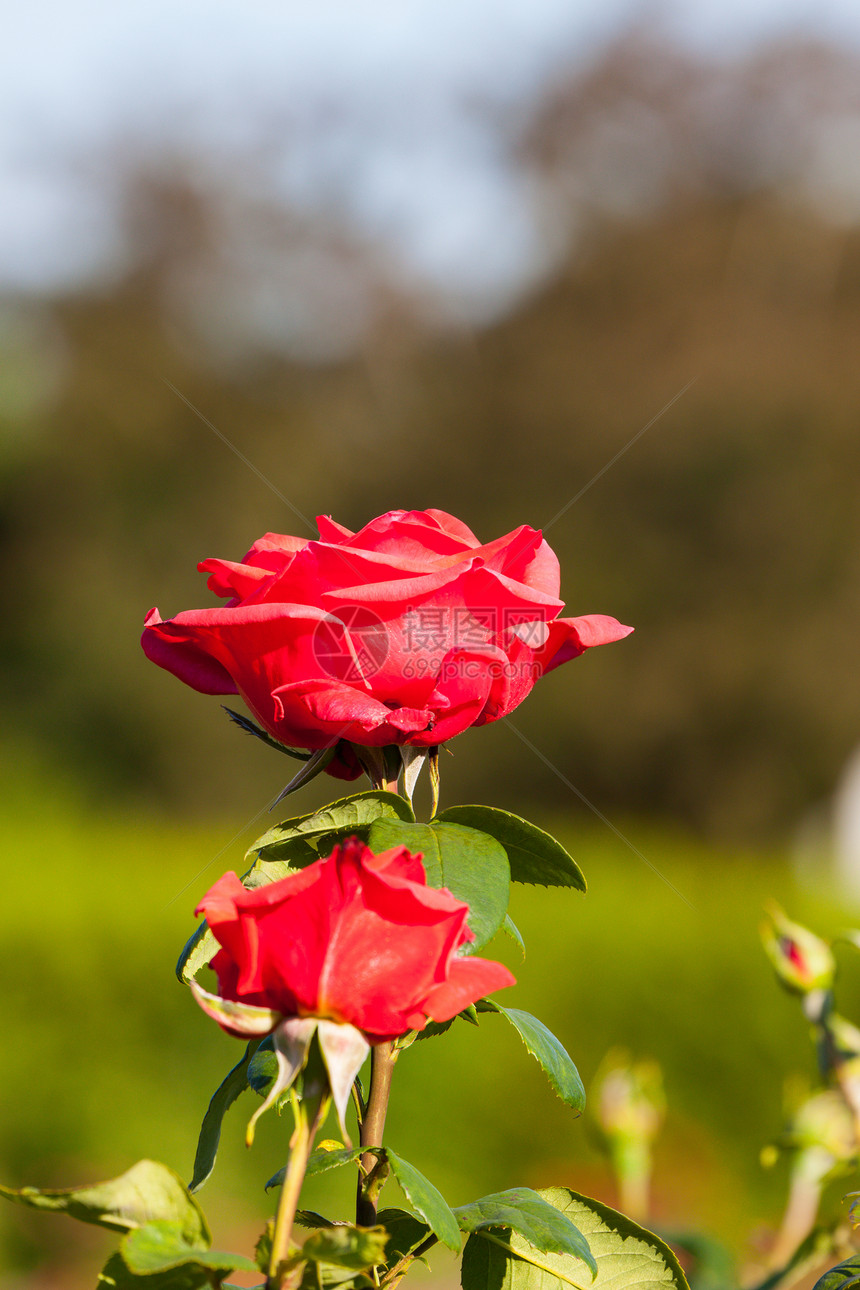 红玫瑰在花园的分行植物群艺术公园玫瑰荒野庆典场地植物衬套园艺图片