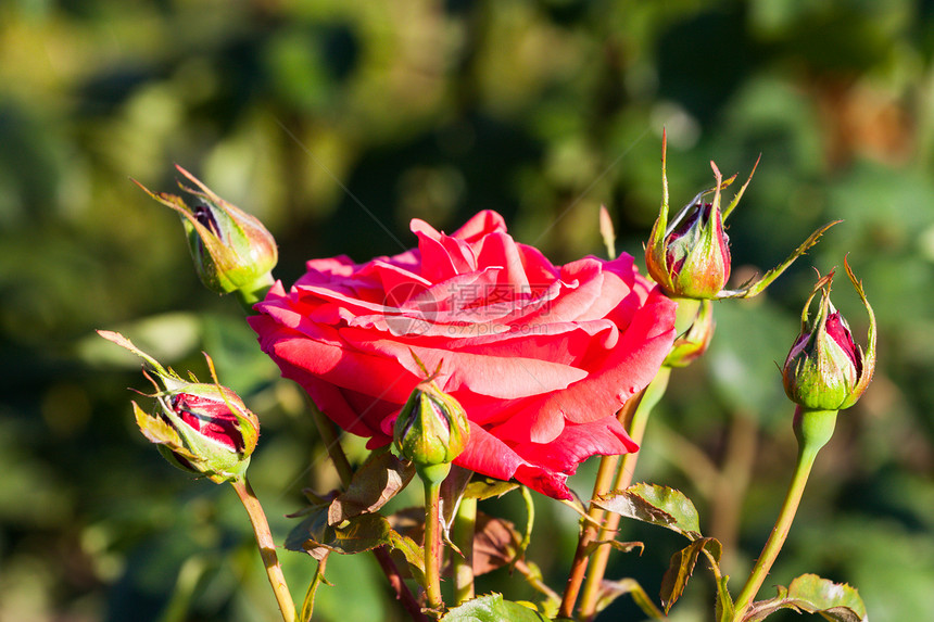 红玫瑰在花园的分行荒野植物植物群公园花束艺术衬套园艺花粉玫瑰图片