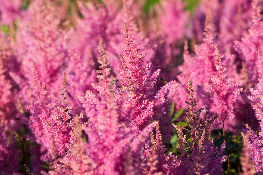 粉色卡鲁纳粗俗花朵叶子农村紫丁香植物群植物沼泽地季节园艺场地野花图片